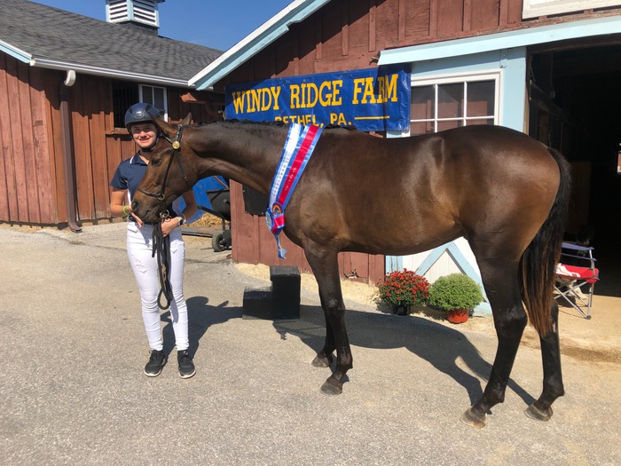 About our horses :: Windyridgefarm