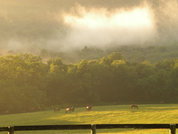 Services :: Windyridgefarm